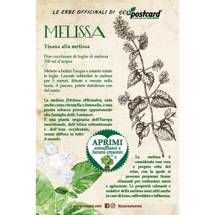 Eco-Postcard pianta officinale - Melissa