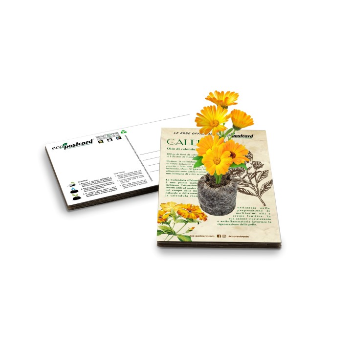Eco-Postcard pianta officinale - Calendula