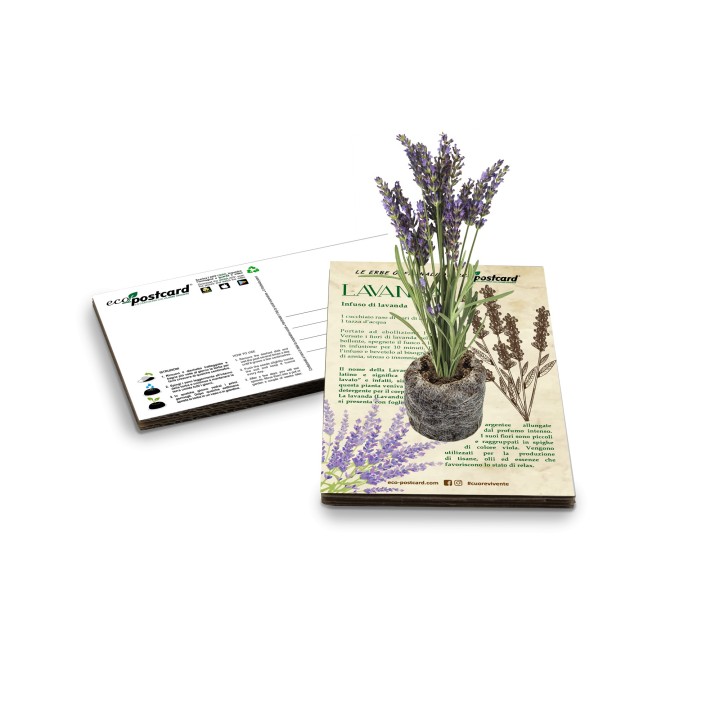 Eco-Postcard pianta officinale - Lavanda