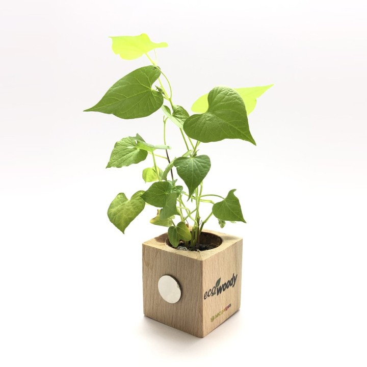 Eco-Woody cubo di legno con semi di Girasole