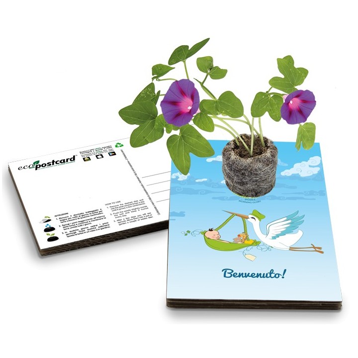 Eco-Postcard Cartolina Ecologica Auguri Nascita bambino - Morning glory