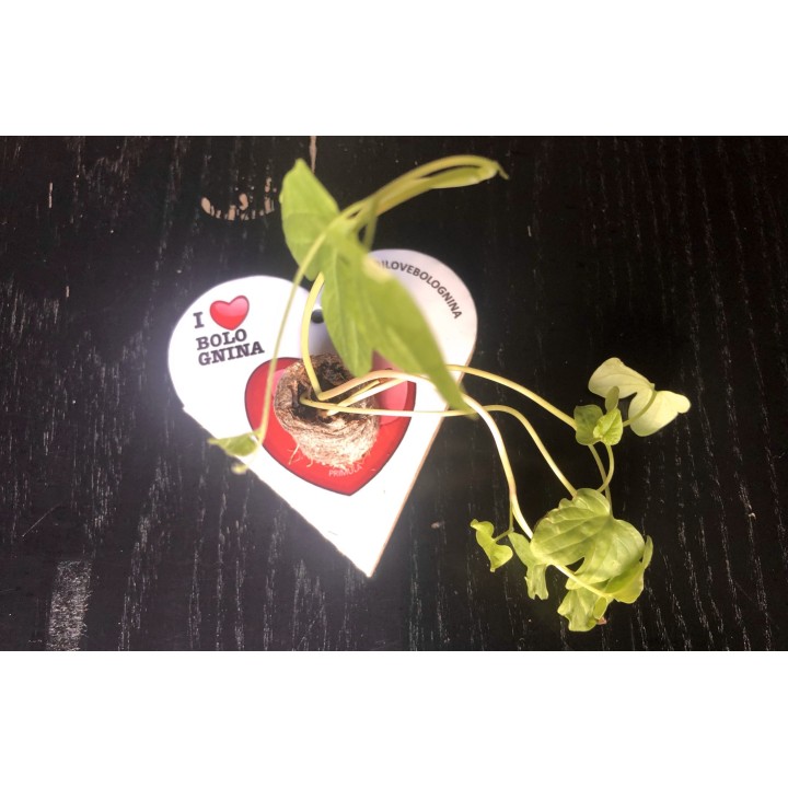Eco-Decors Biglietto I LOVE BOLOGNINA