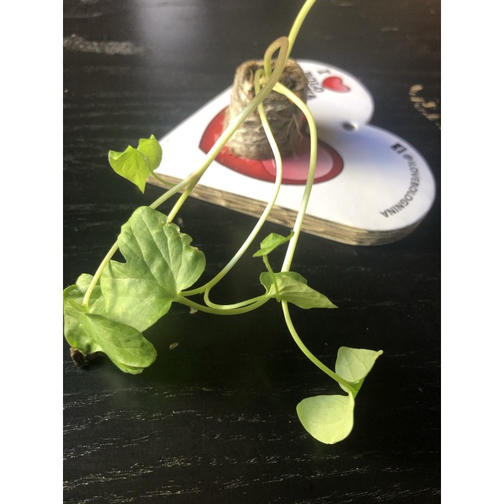 Eco-Decors Biglietto I LOVE BOLOGNINA