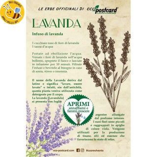 Eco-Postcard pianta officinale - Lavanda