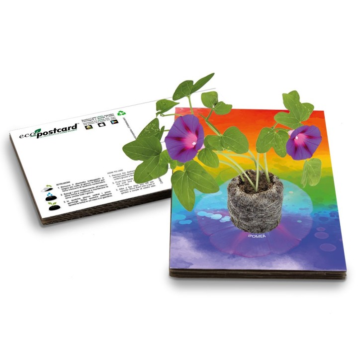 Eco-Postcard cartolina regalo arcobaleno LGBT ipomea