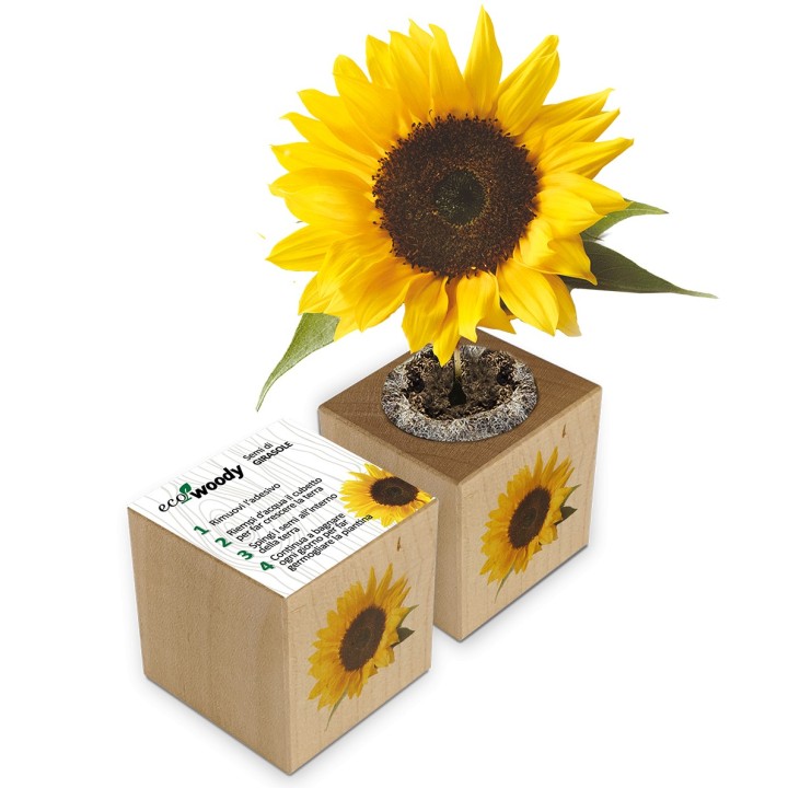 Eco-Woody cubo di legno con semi di Girasole