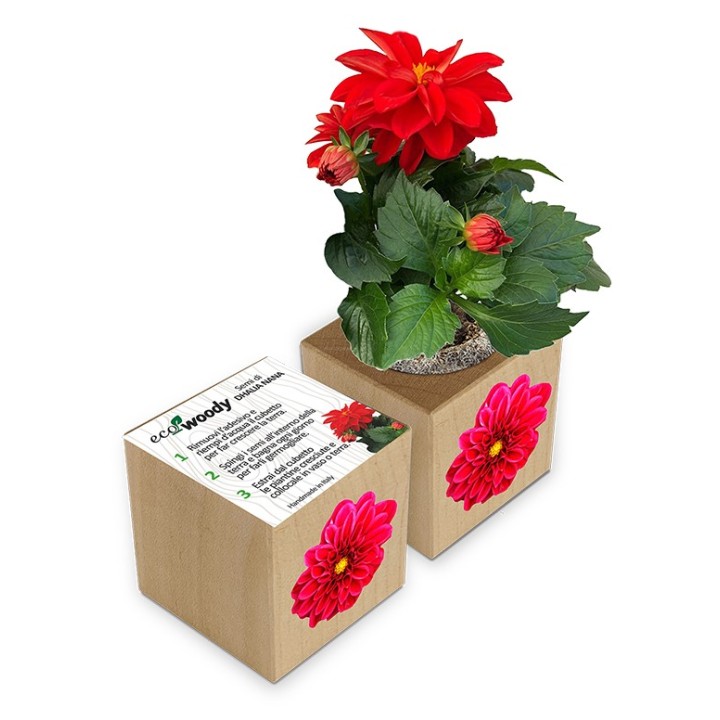 Eco-Woody cubo di legno con semi di Dalia