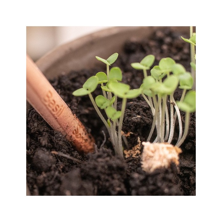 SPROUT matita piantabile con semi