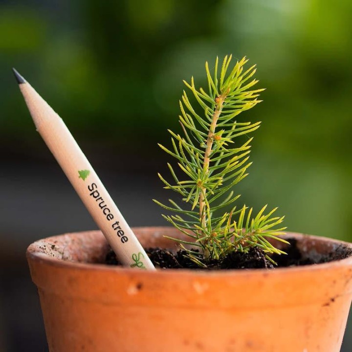 SPROUT matita piantabile con semi