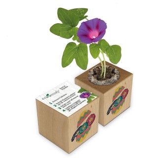 Eco-Woody cubo di legno con semi di Ipomea