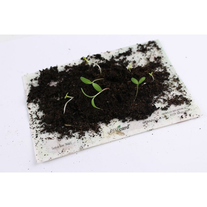ECO-CARD segnalibro che germoglia piantabile C'E UN LIBRO(5,5x21 cm)
