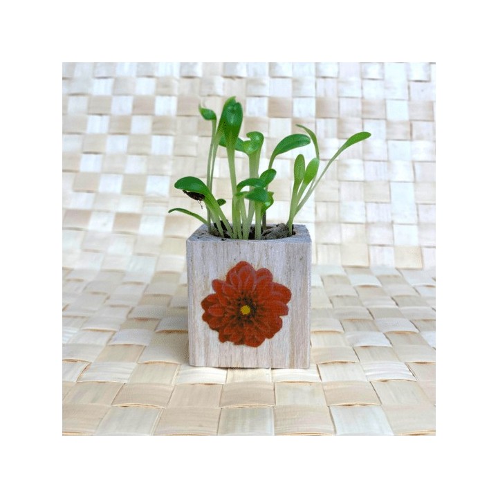 Eco-Woody cubo di legno con semi di Dalia