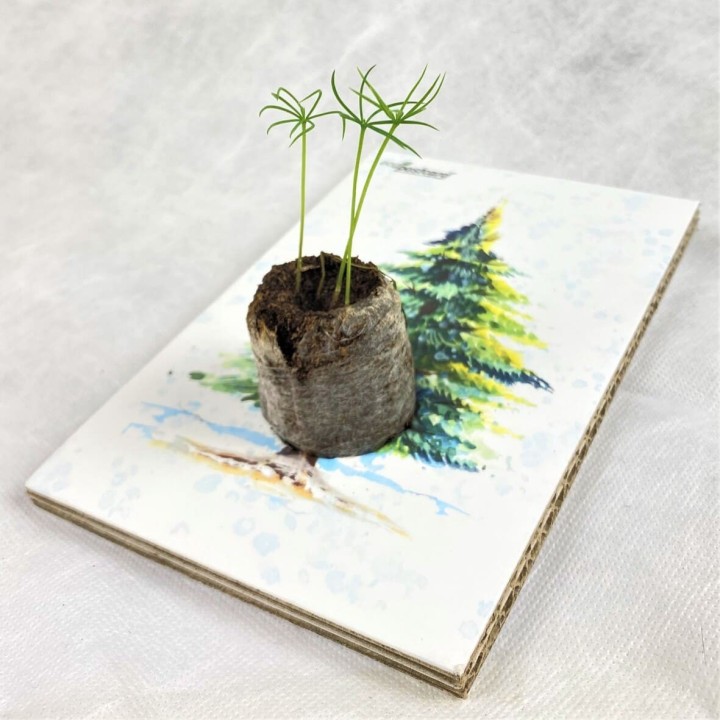 Eco-Postcard cartolina natalizia con pianta di Abete