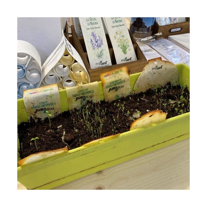 ECO-CARD INVITO PARTECIPAZIONE PIEGHEVOLE piantabile personalizzabile FRONTE e RETRO