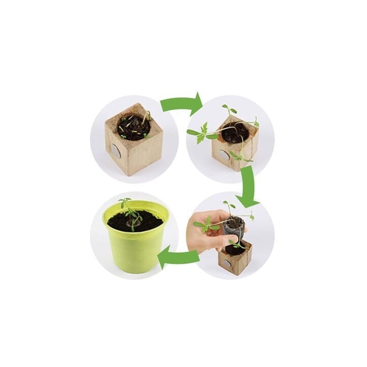 Eco-Woody - Cubo ecologico con semi di Erba Gatta