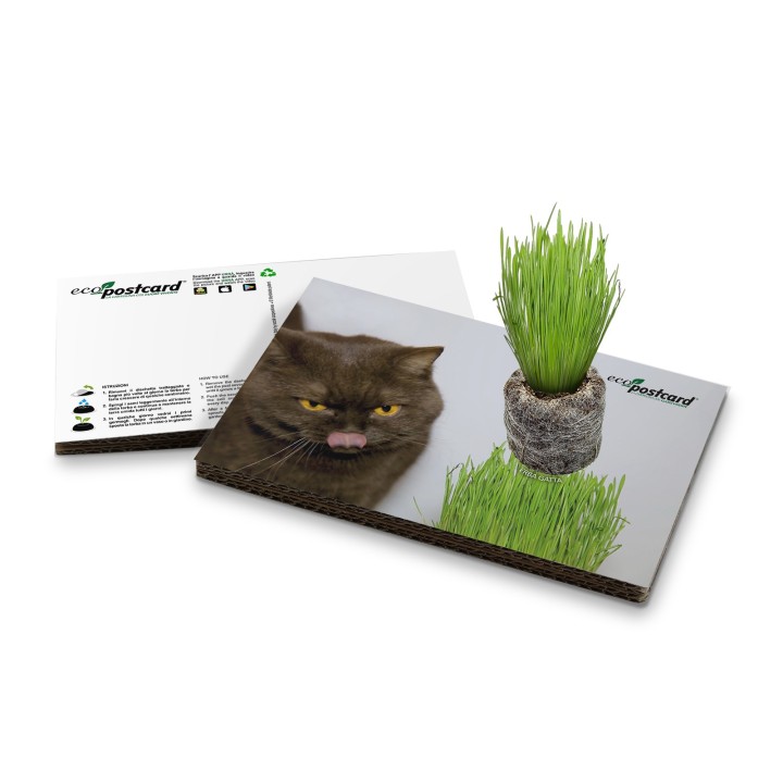 Eco-Postcard gatto che mangia erba gatta