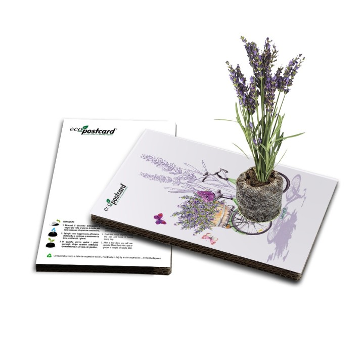 Eco-Postcard Lavanda in bicicletta