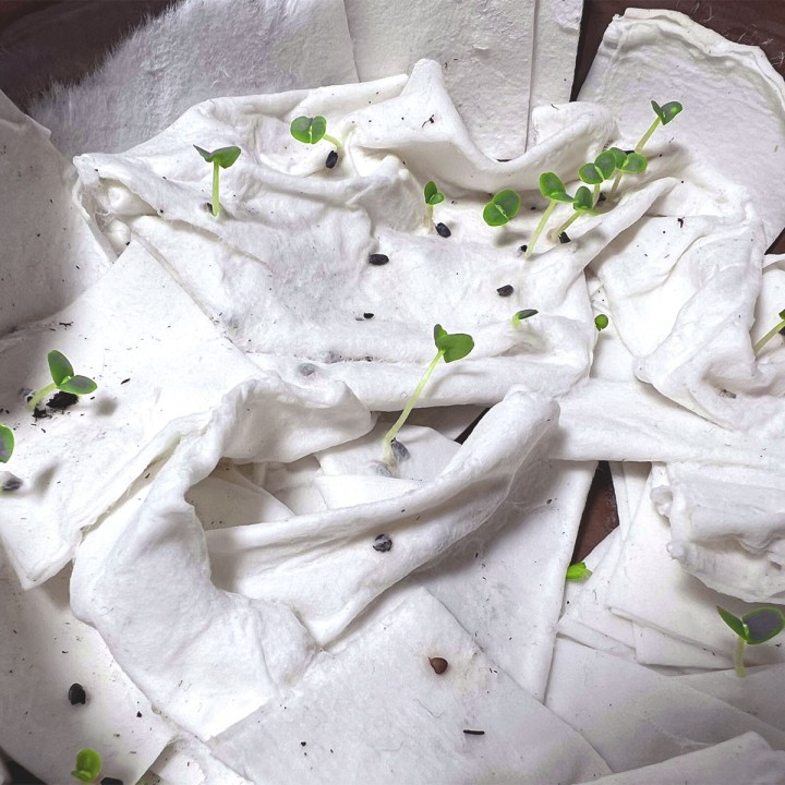 Eco-Card fogli carta piantabile neutra - semi di basilico