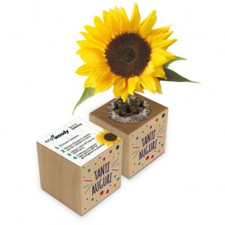 Eco-Woody cubo di legno con semi di Girasole