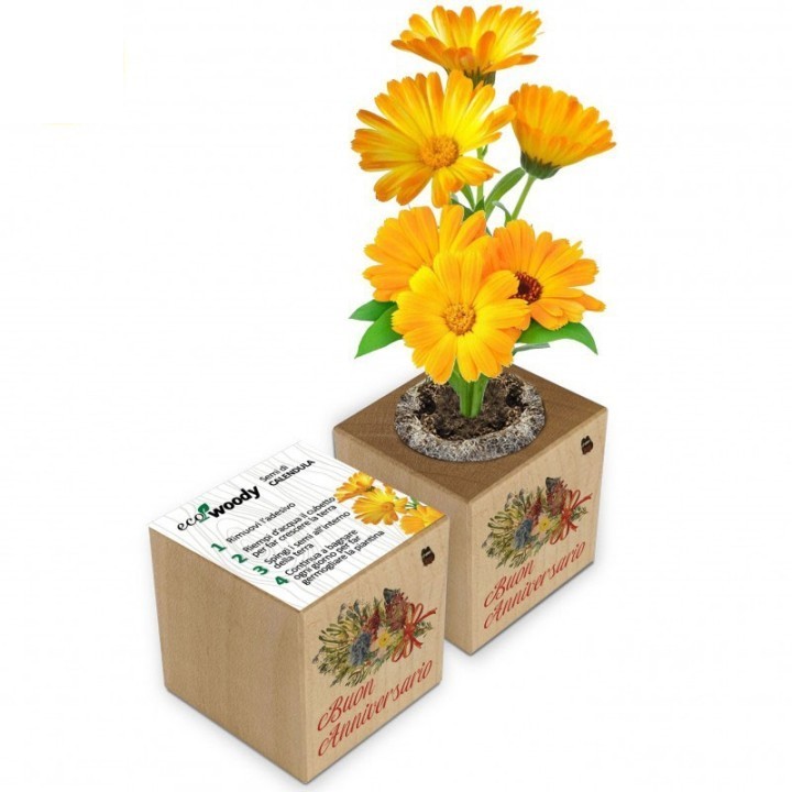 Eco-Woody cubo di legno con semi di Calendula