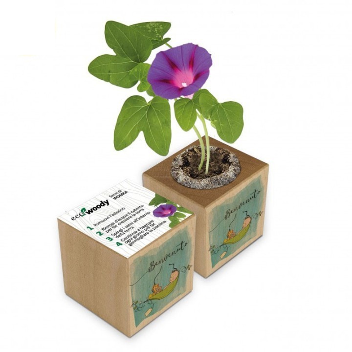 Eco-Woody cubo di legno con semi di Ipomea