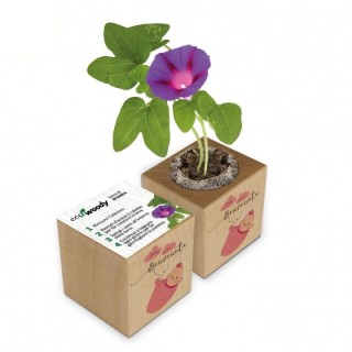 Eco-Woody cubo di legno con semi di Ipomea