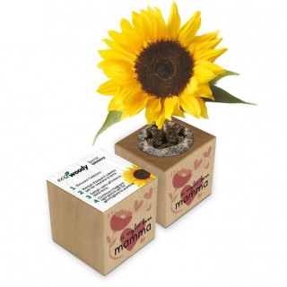 Eco-Woody cubo di legno con semi di Girasole