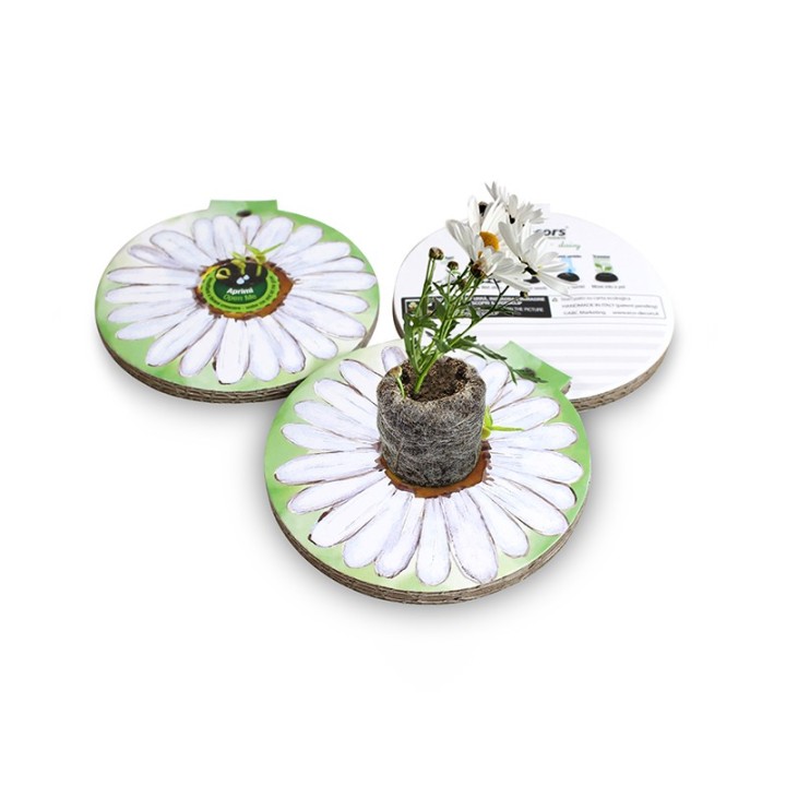 Eco-Decors Pallina ecologica Primavera margherita – Margherita