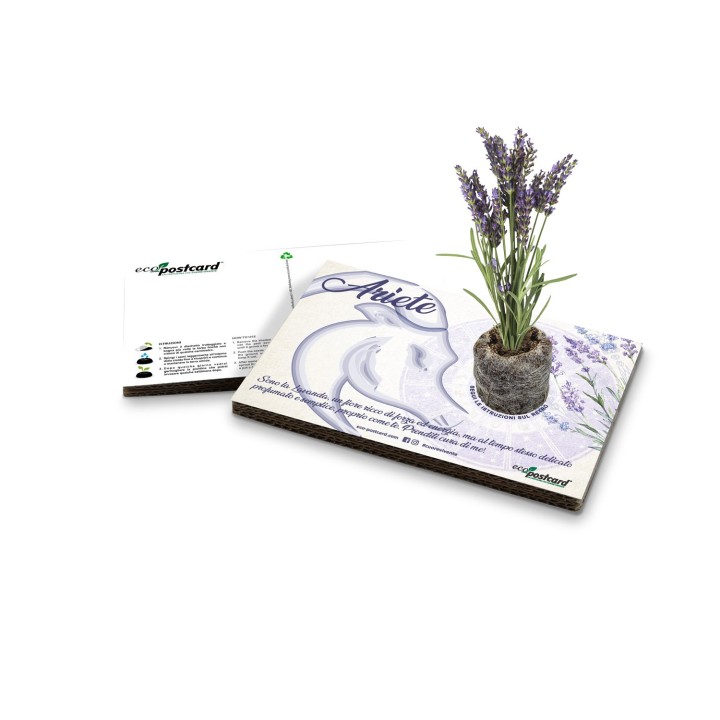 Eco-Postcard zodiaco Ariete - lavanda