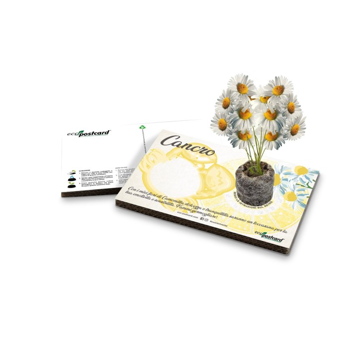 Eco-Postcard zodiaco Cancro - camomilla