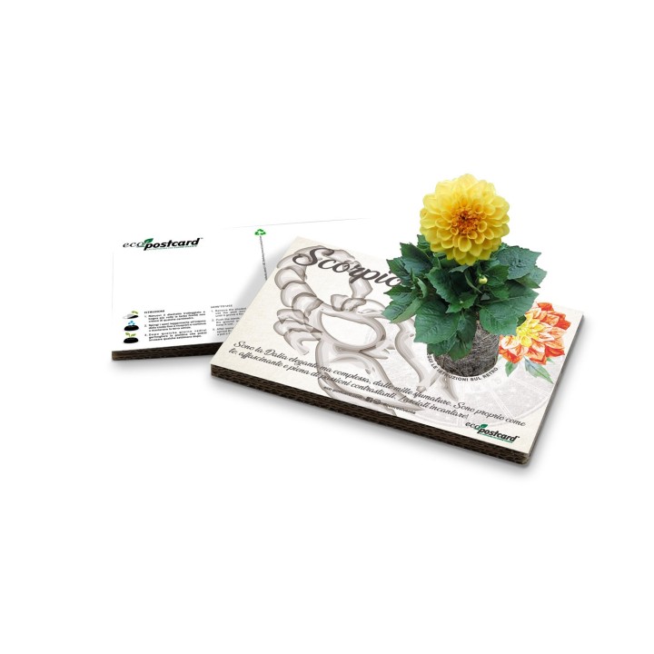 Eco-Postcard zodiaco Scorpione - dalia
