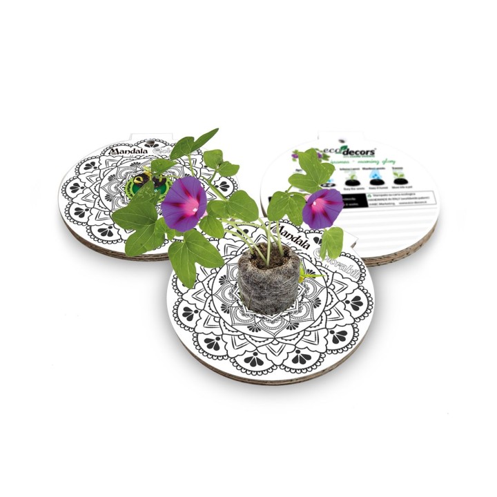 Eco-Decors decorazione ecologica mandala da colorare, con semi di ipomea