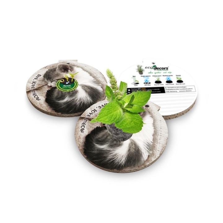 Eco-Decors decorazione ecologica per gatti, con semi di erba gatta