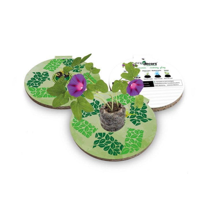 Eco-Decors decorazione ecologica mandala da colorare, con semi di ipomea