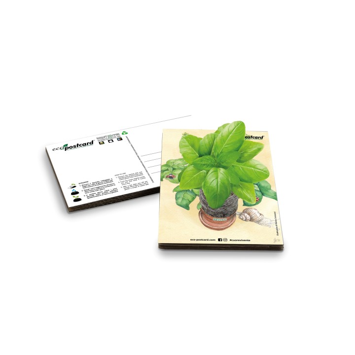 Eco-Postcard cartolina illustrazione ad acquerello - Basilico
