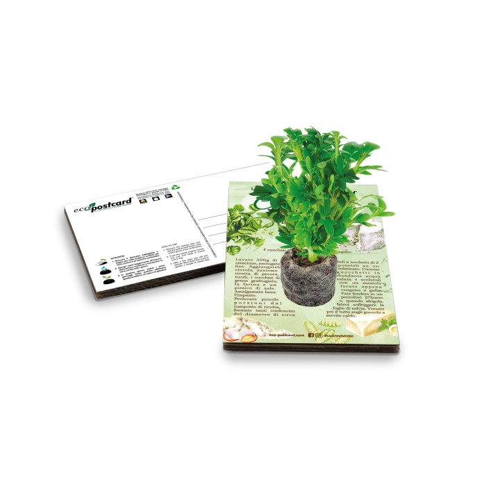 Eco-Postcard con ricetta gnocchetti di crescione