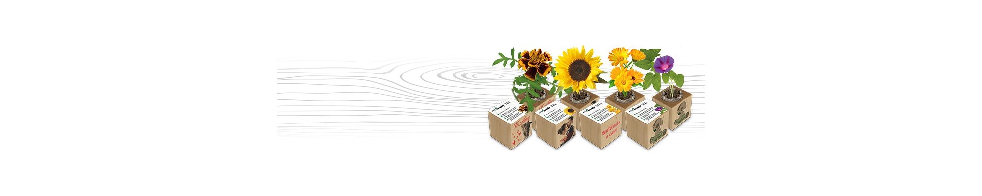 Cubi di legno ecologici personalizzati - Eco-Woody