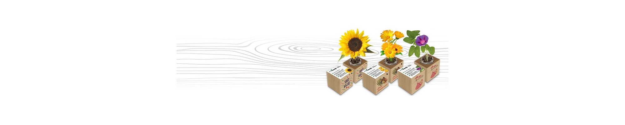 Cubo di legno con semi | Eco-Woody